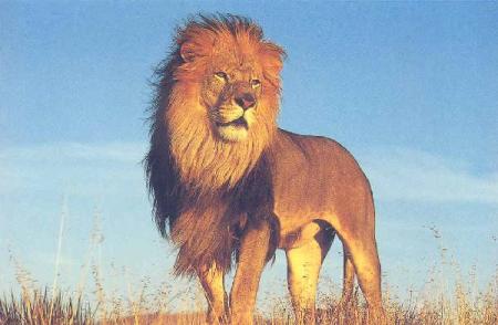 LE ROI DE LA GINGLE